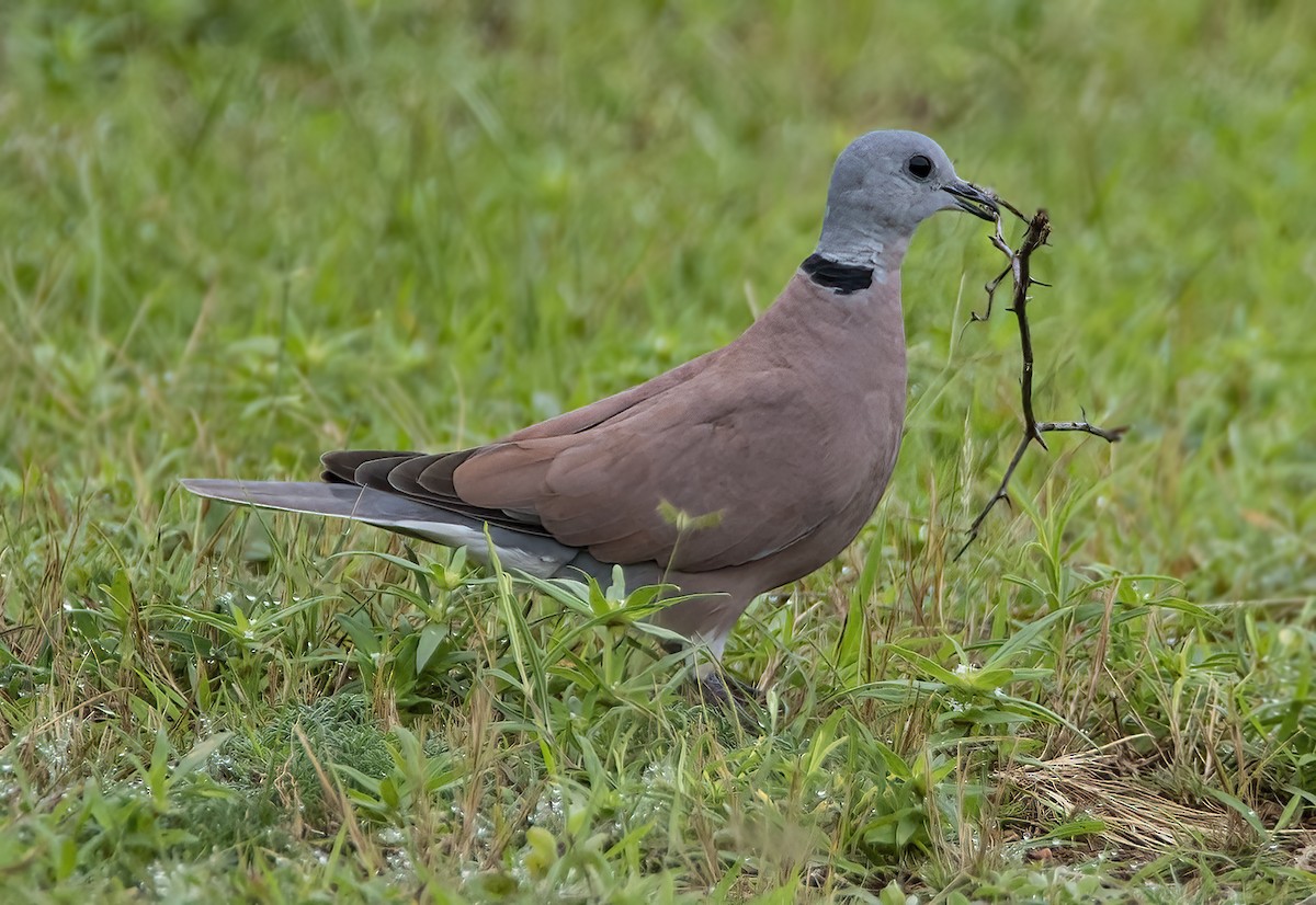 Red Collared-Dove - ML478730981