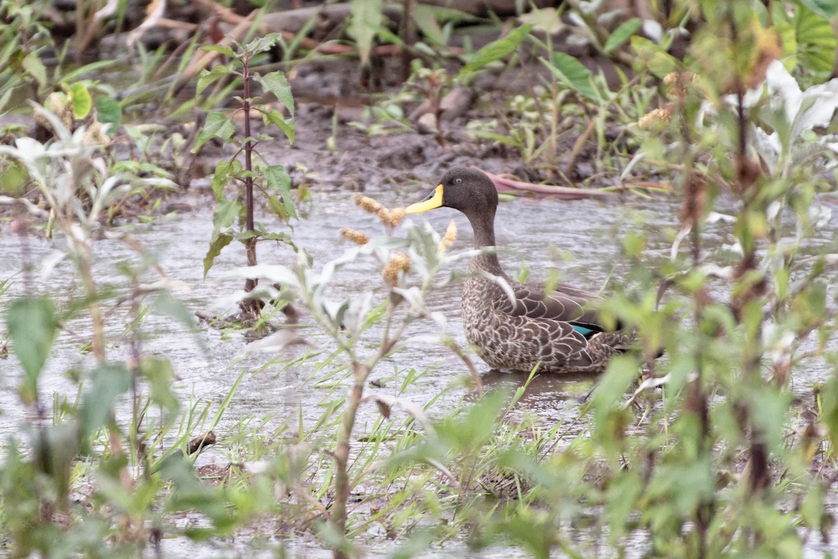 Yellow-billed Duck - Anonymous