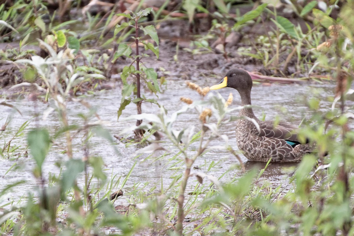 Yellow-billed Duck - Anonymous