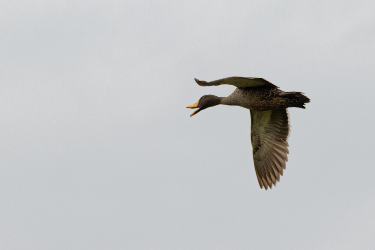 Yellow-billed Duck - Anonymous