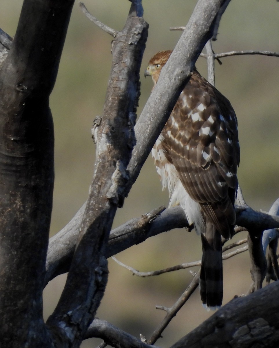 Cooper's Hawk - ML478733401