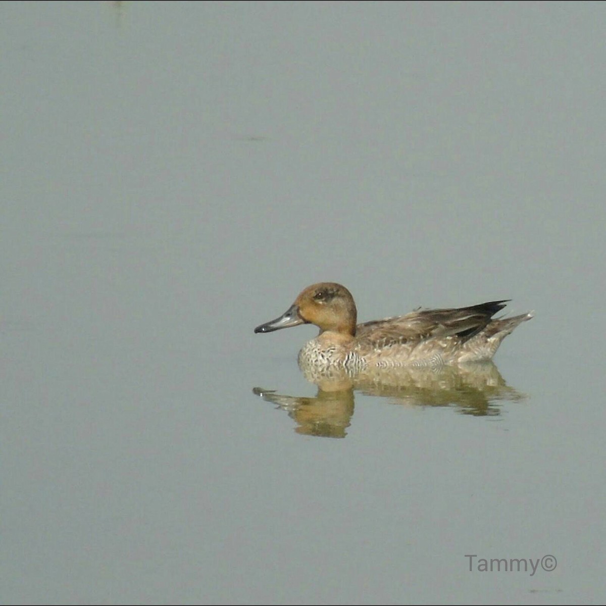 Green-winged Teal - ML47873361