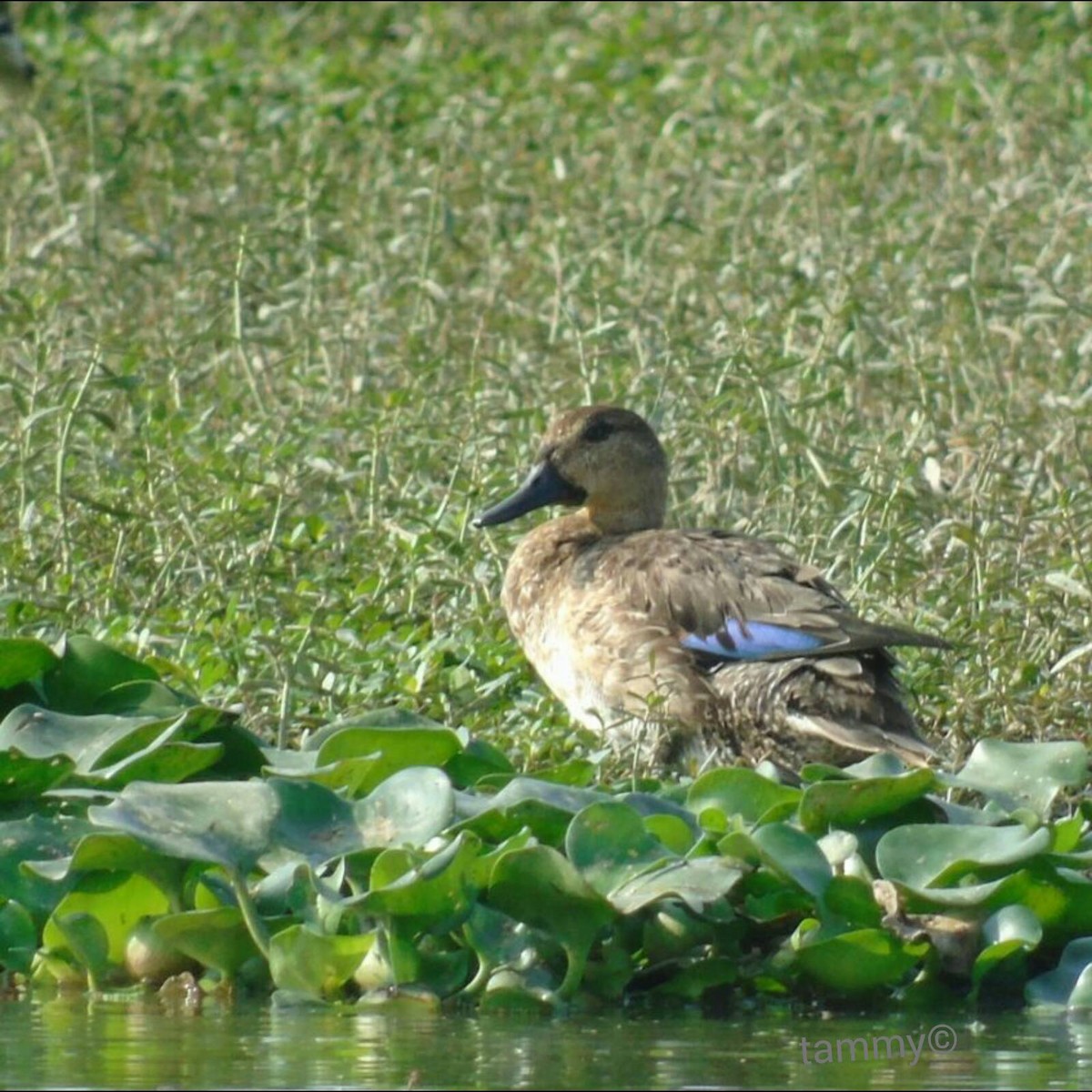 Green-winged Teal - ML47873371