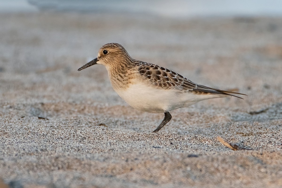 Baird's Sandpiper - Sue Barth