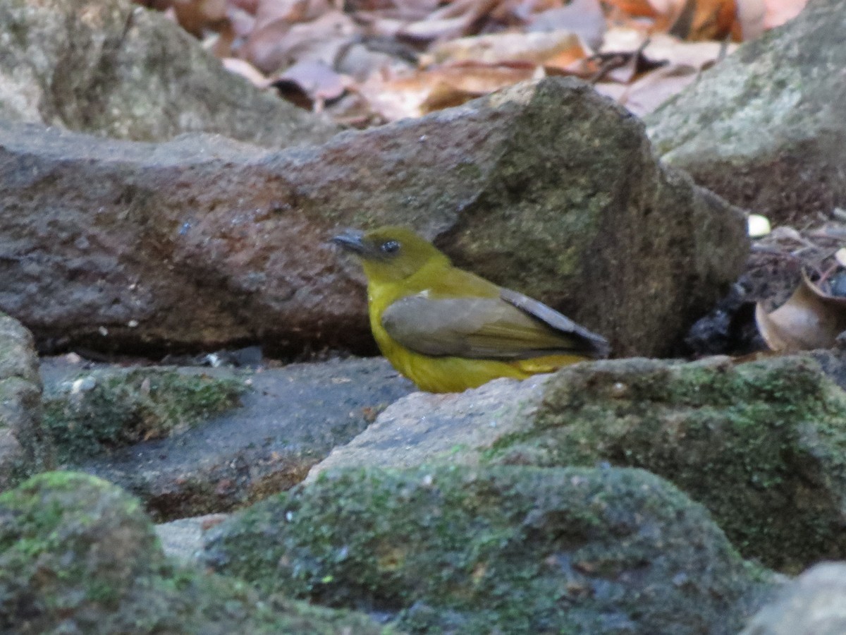 White-winged Shrike-Tanager - ML478735171