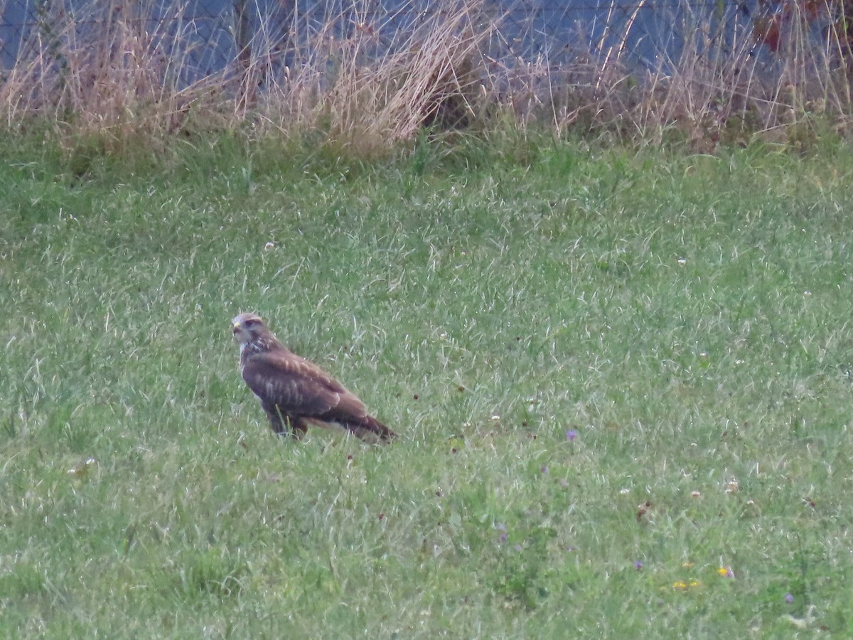 Common Buzzard - ML478735181