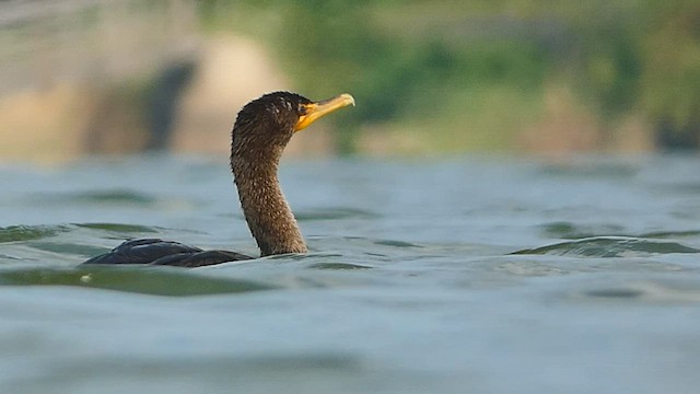 Cormoran à aigrettes - ML478735191