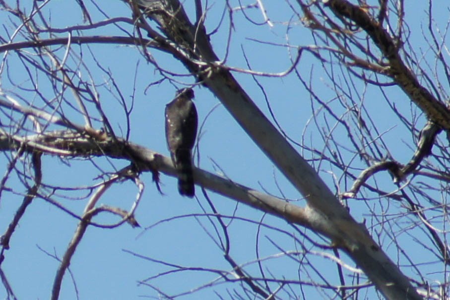 Sharp-shinned Hawk - ML478735221