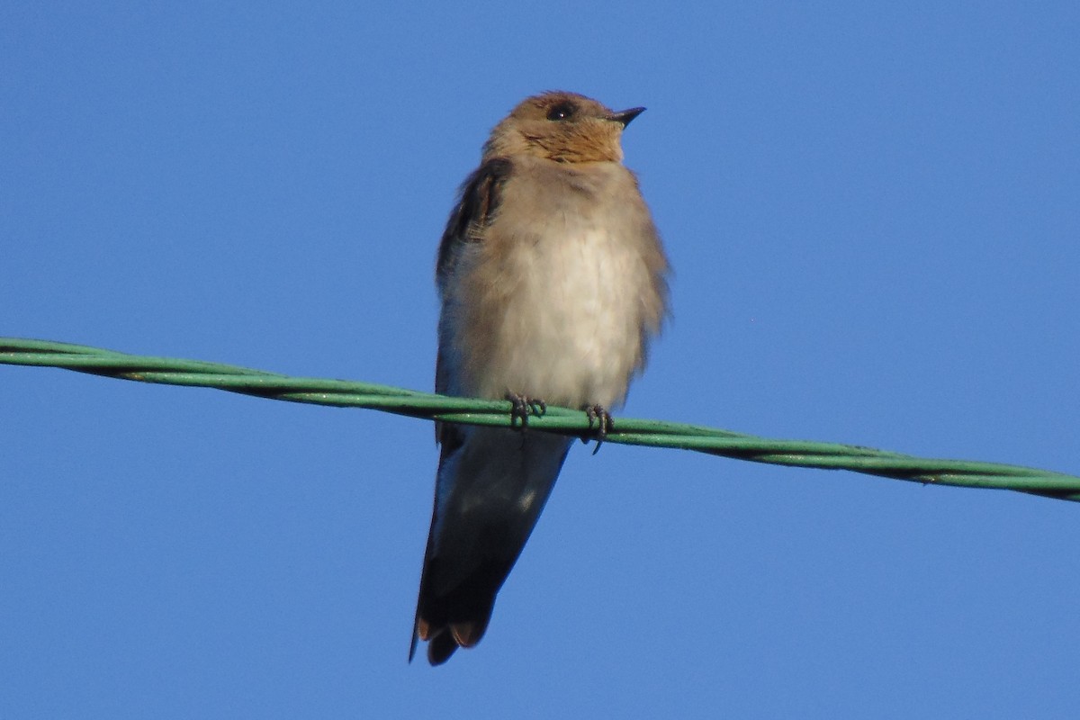 Hirondelle à ailes hérissées - ML478735361