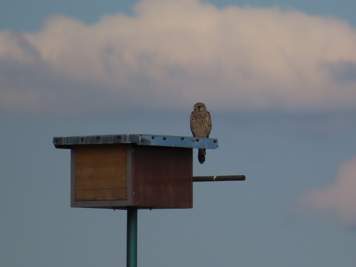 Eurasian Kestrel - ML478735731