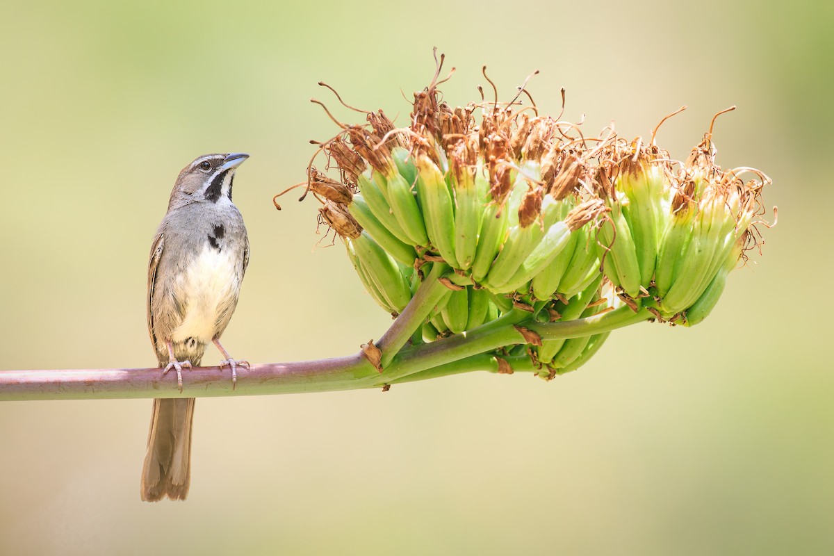 Five-striped Sparrow - ML478735931