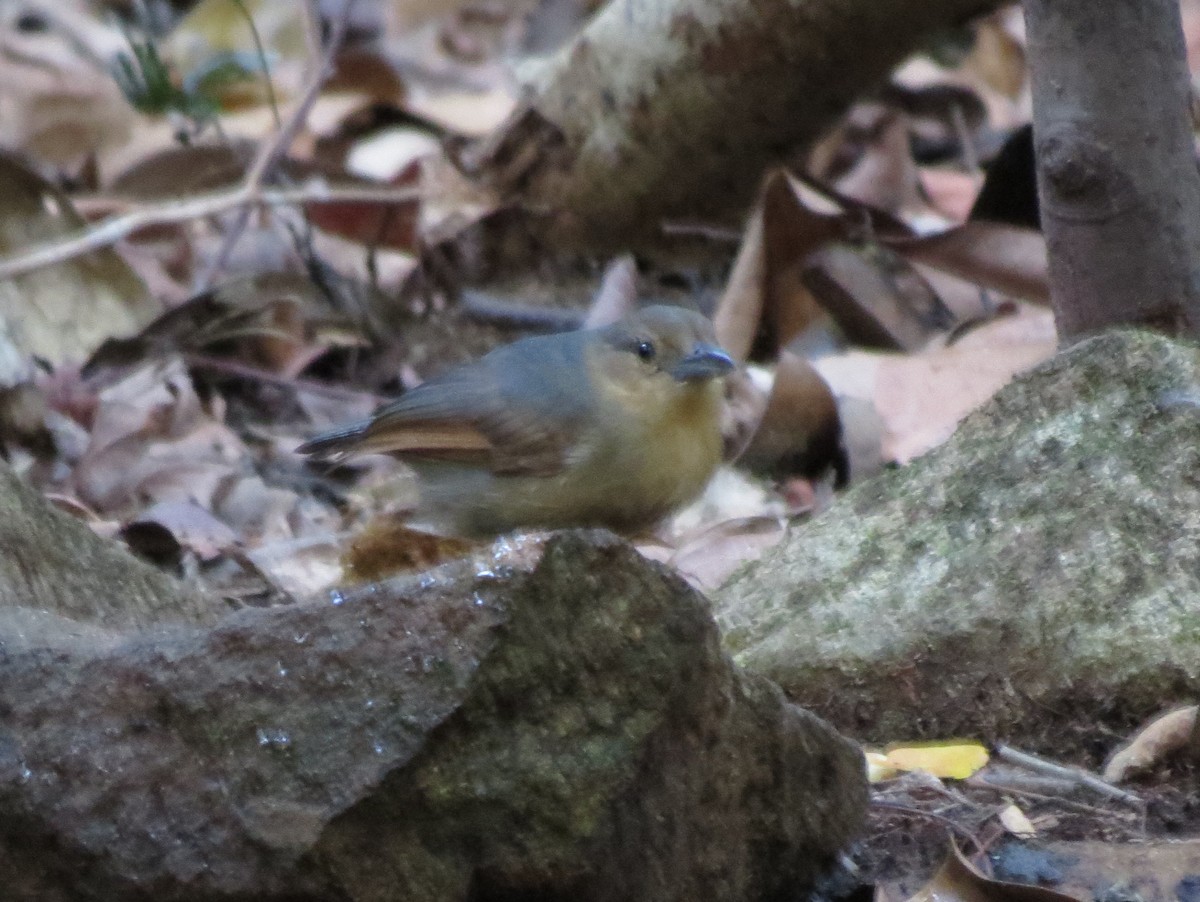 Red-crowned Ant-Tanager - ML478735961