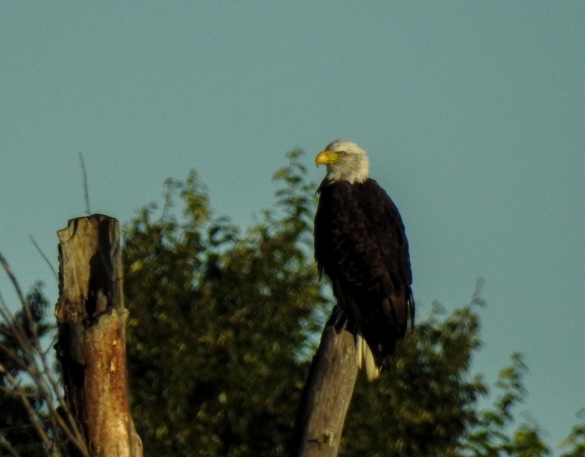 Bald Eagle - ML478736411