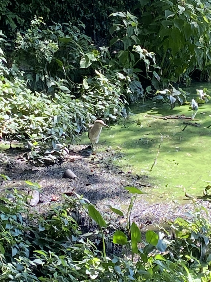 Black-crowned Night Heron - ML478736671