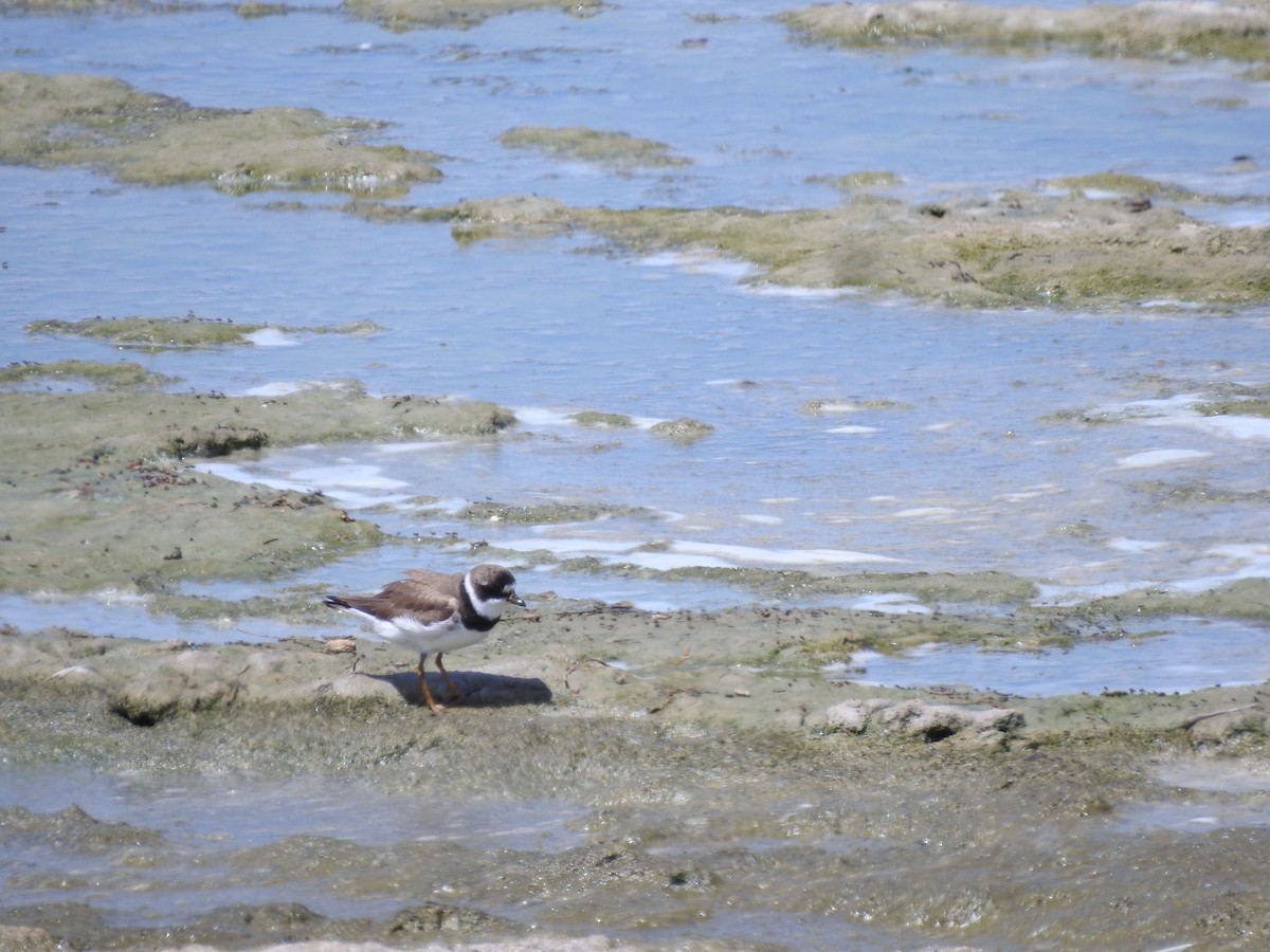 Semipalmated Plover - ML478737901