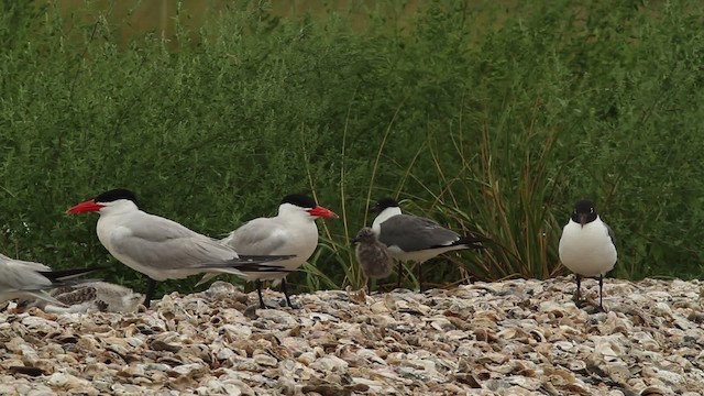 Caspian Tern - ML478738