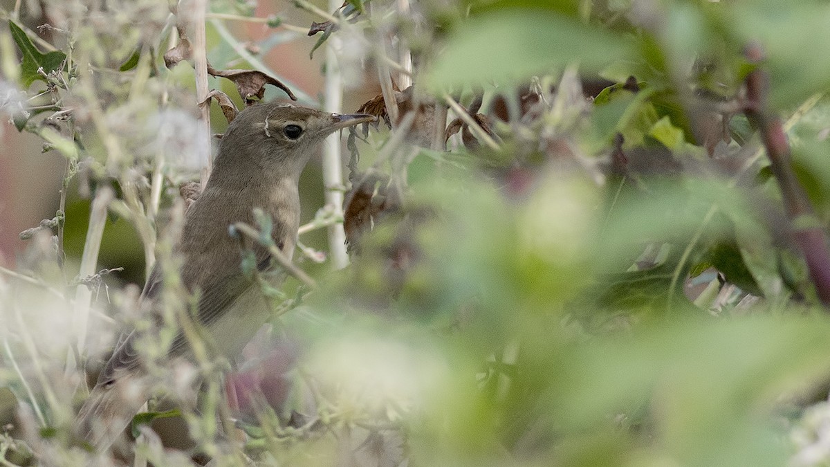 Booted Warbler - ML478738801