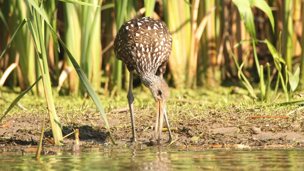 Limpkin - ML478739561