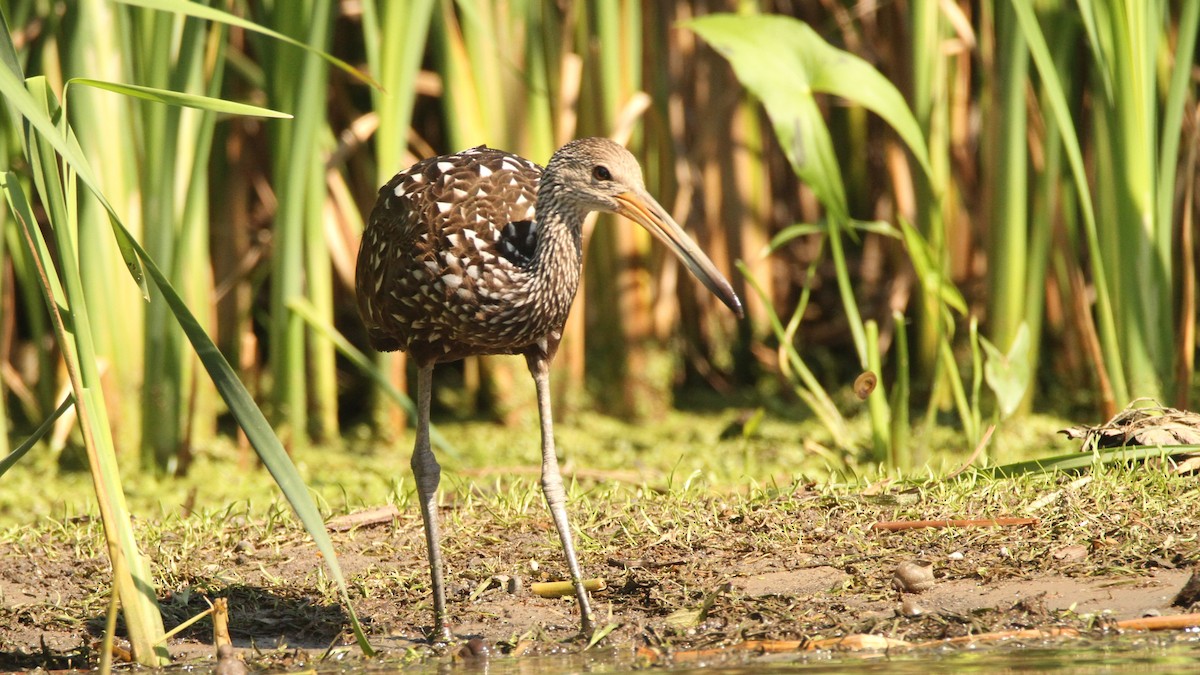Limpkin - ML478739571