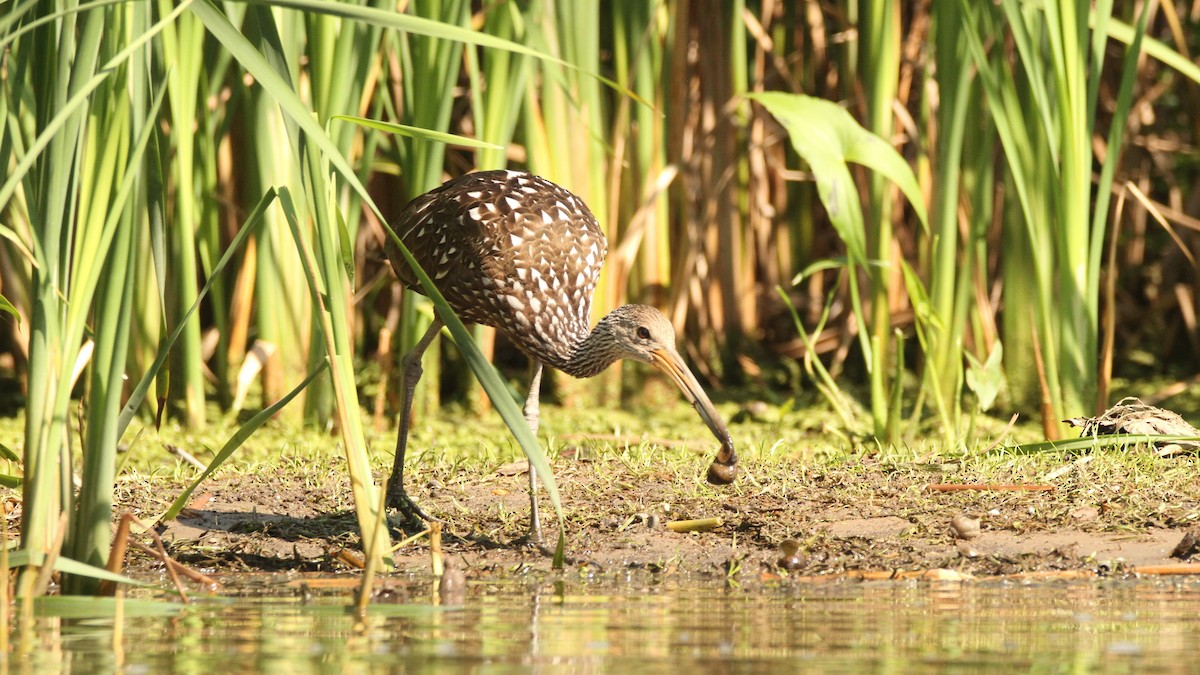 Limpkin - ML478739581