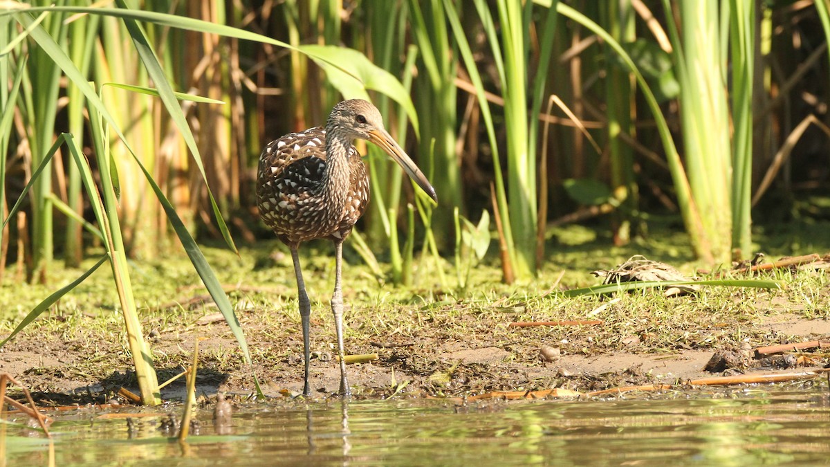 Limpkin - Zach DeBruine
