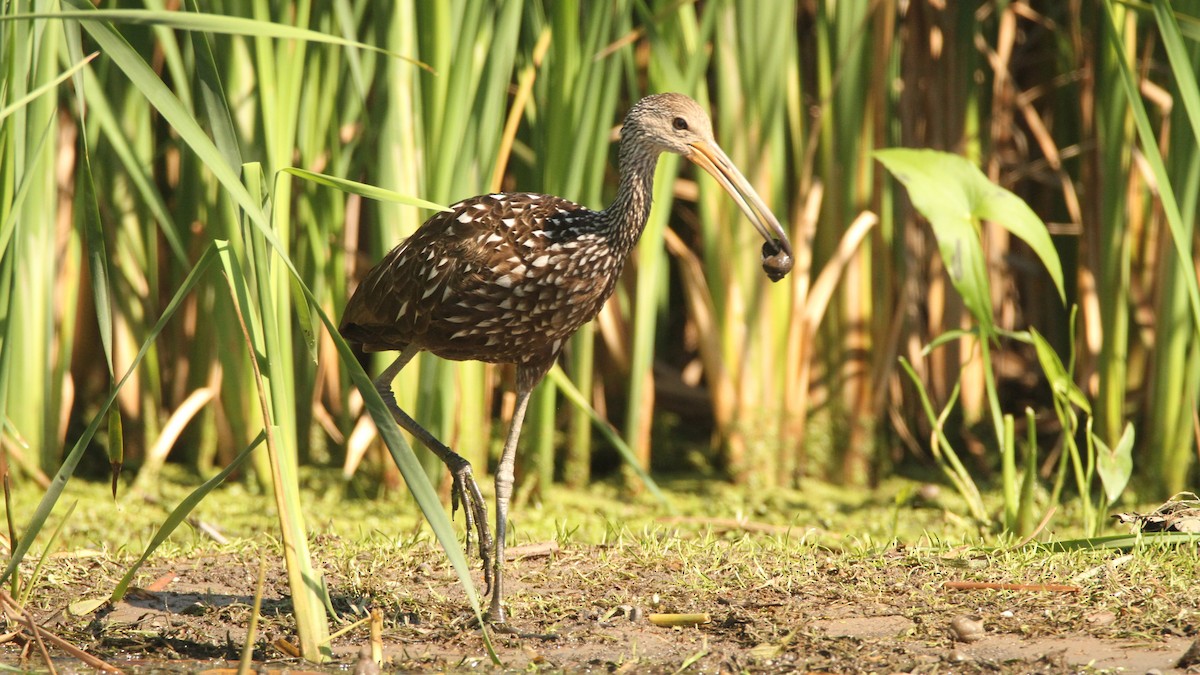 Limpkin - ML478739611
