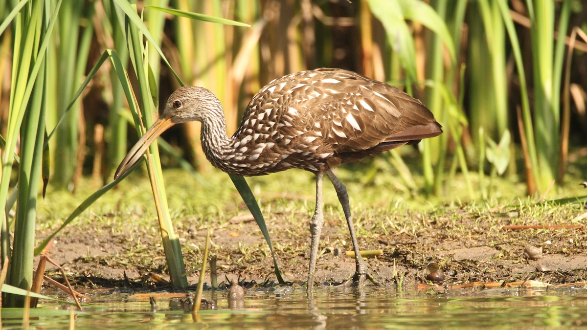 Limpkin - Zach DeBruine