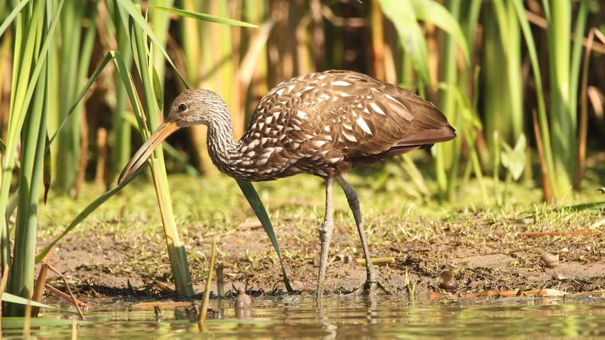 Limpkin - ML478739621