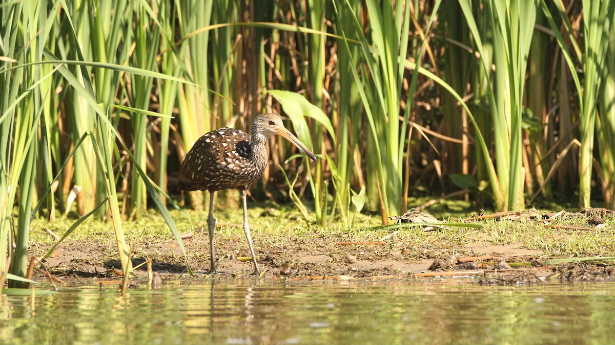 Limpkin - ML478739631