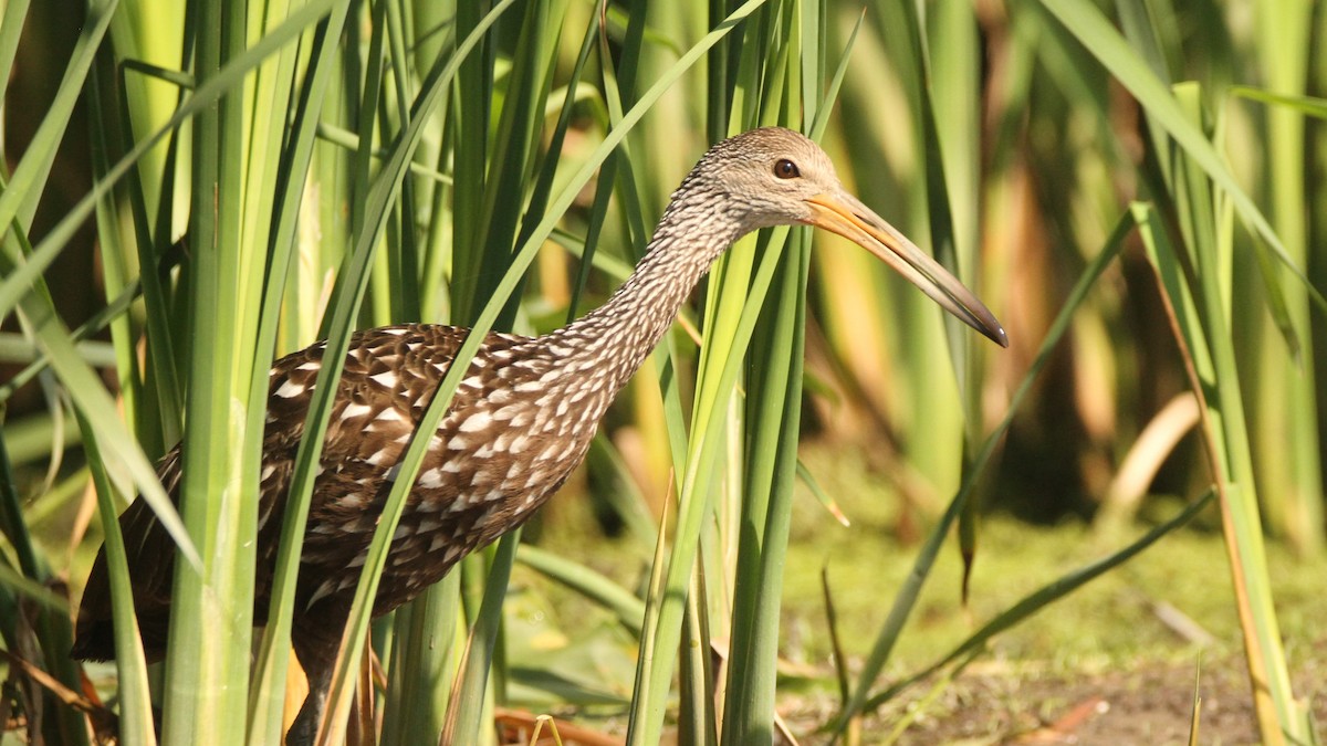 Limpkin - ML478740461