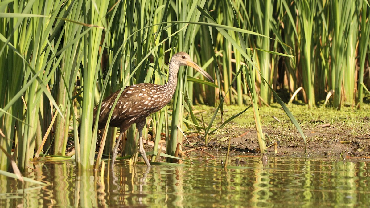 Limpkin - ML478740481