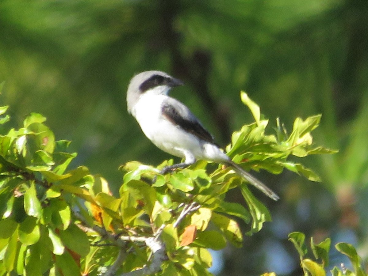 Loggerhead Shrike - ML478742471