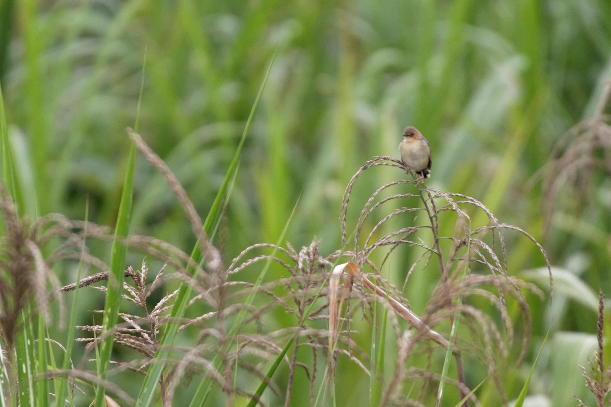 Red-faced Cisticola - ML478742651