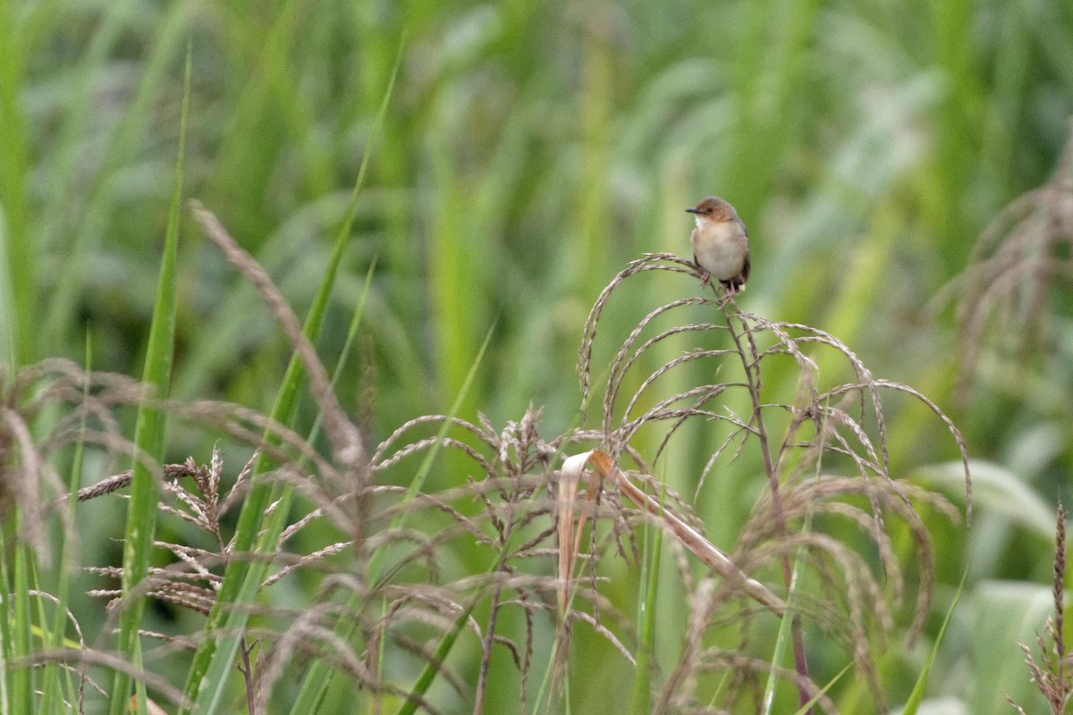 Red-faced Cisticola - ML478742661