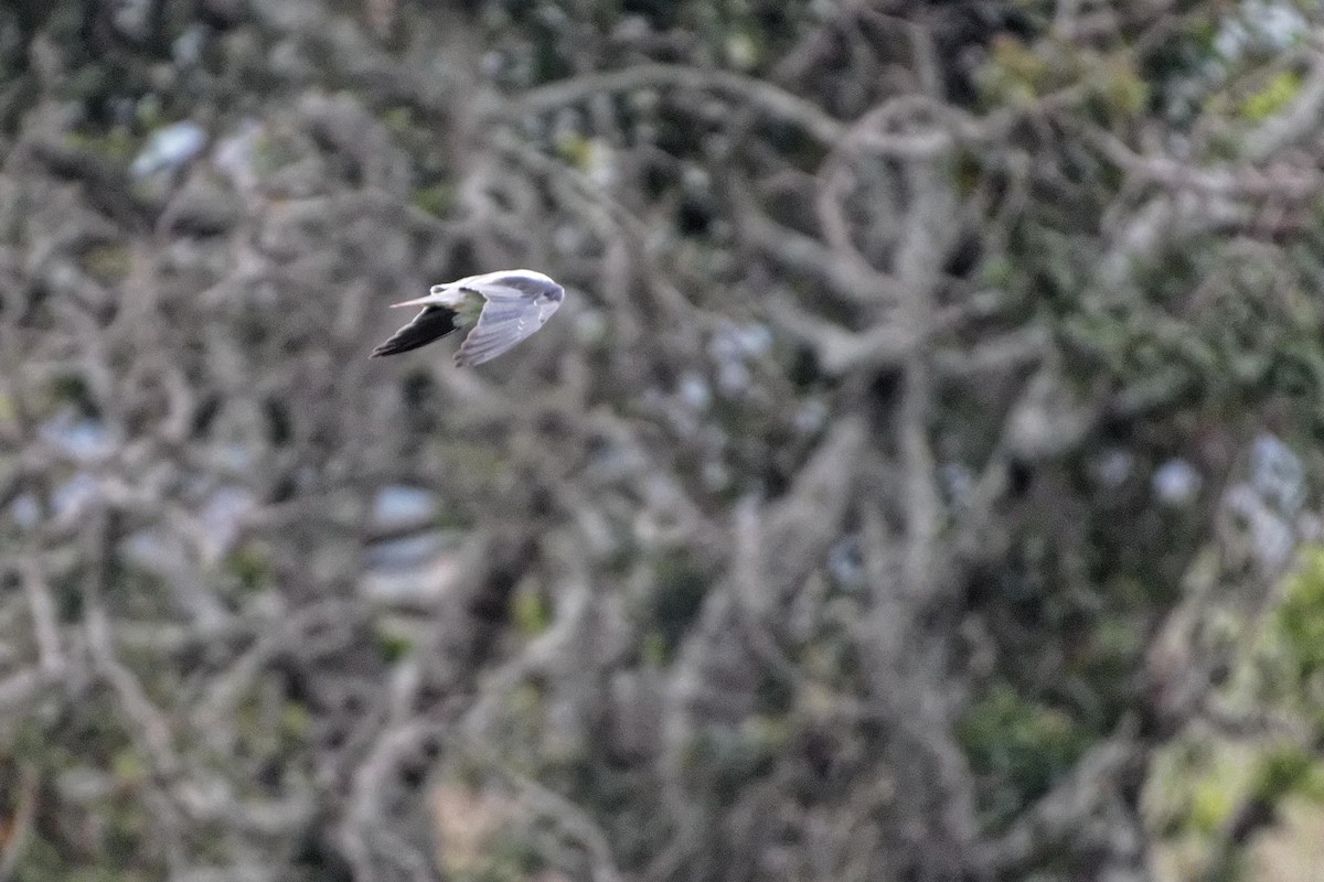 Black-winged Kite - ML478743441