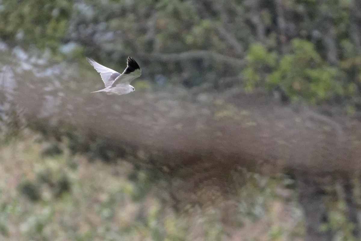 Black-winged Kite - ML478744371