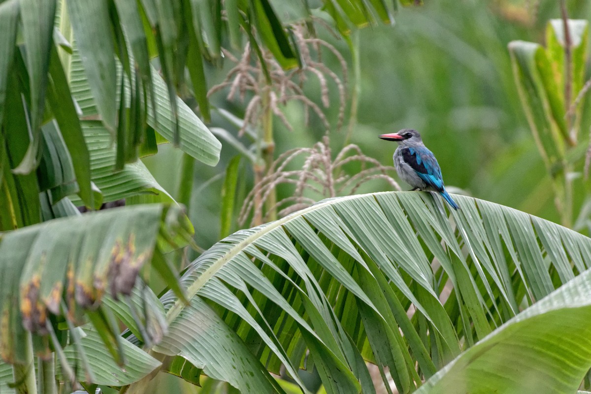 Woodland Kingfisher - ML478745441