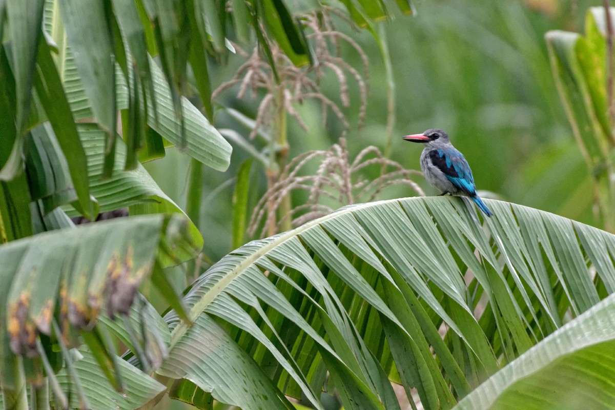 Woodland Kingfisher - ML478745451