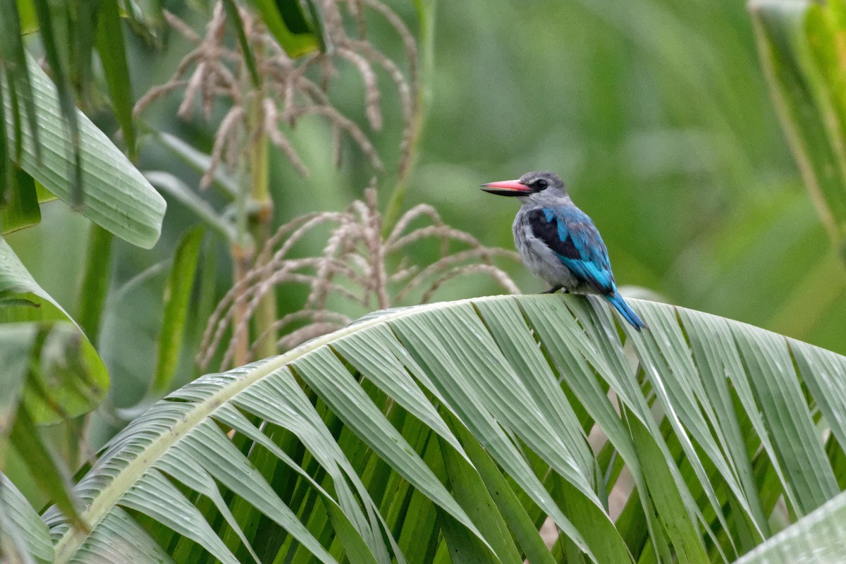 Woodland Kingfisher - ML478745461