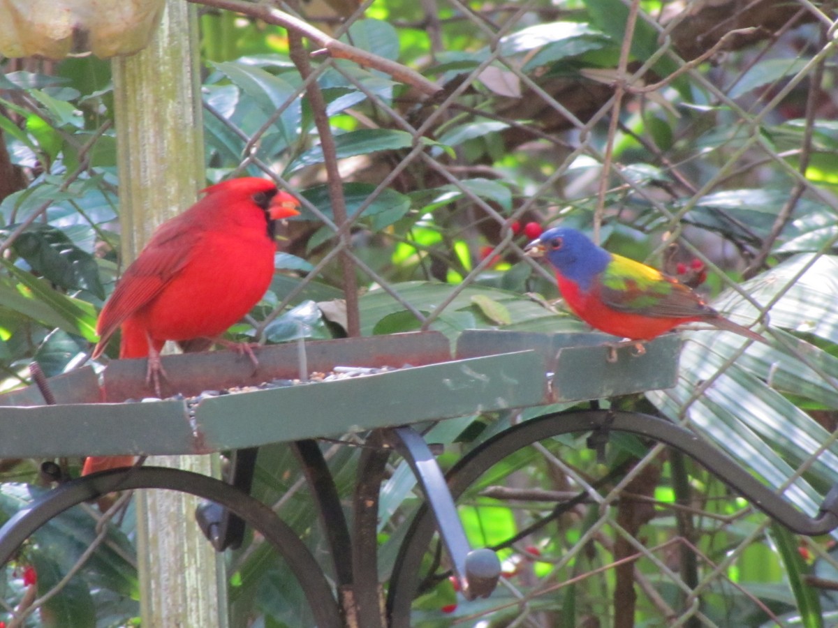 Painted Bunting - Carolyn Retey