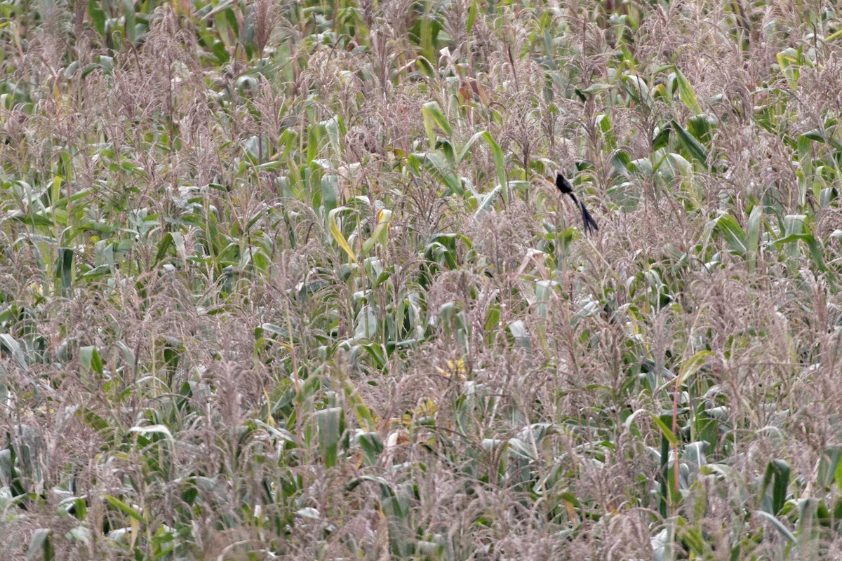 Red-collared Widowbird - ML478747771