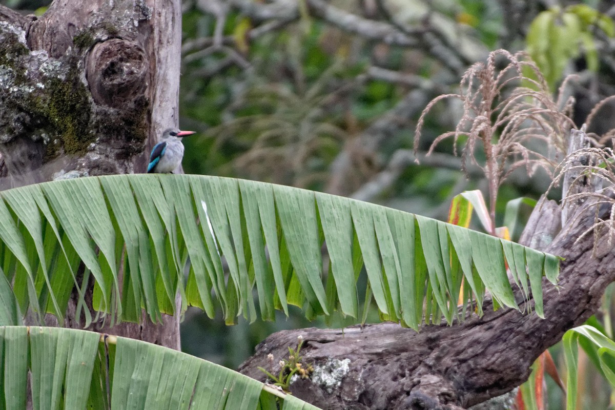 Woodland Kingfisher - ML478748041