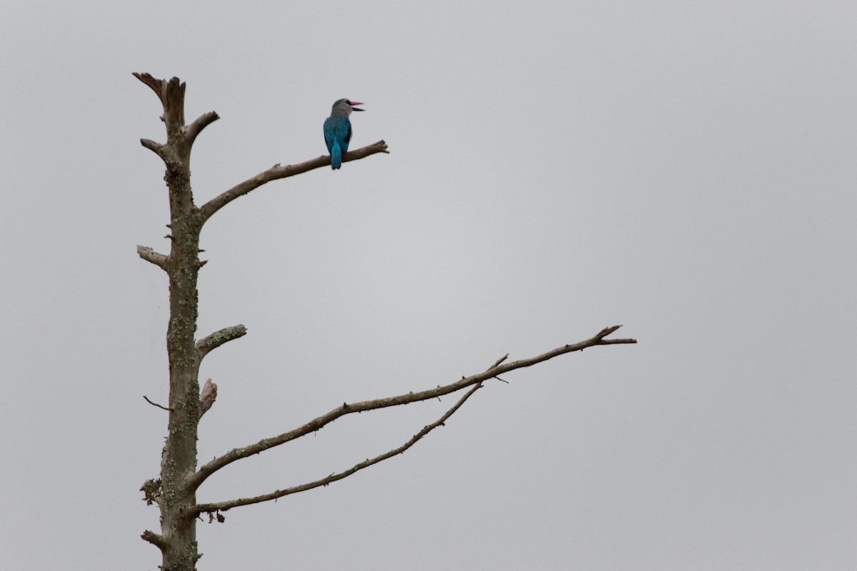 Woodland Kingfisher - ML478748361