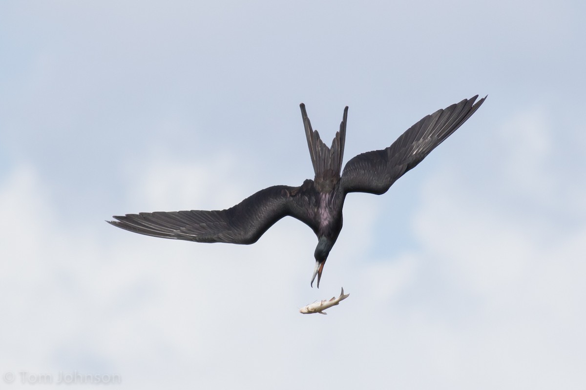 Magnificent Frigatebird - Tom Johnson
