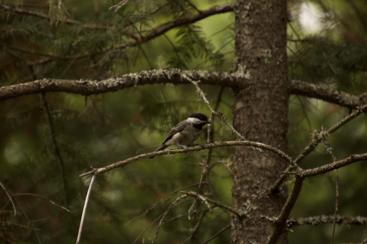 Black-capped Chickadee - ML478748921