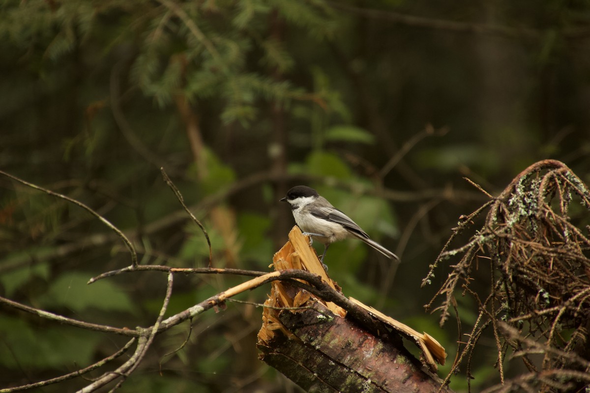 Black-capped Chickadee - ML478748931