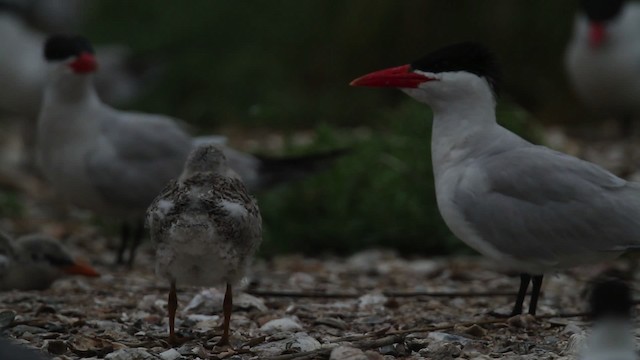 Caspian Tern - ML478749