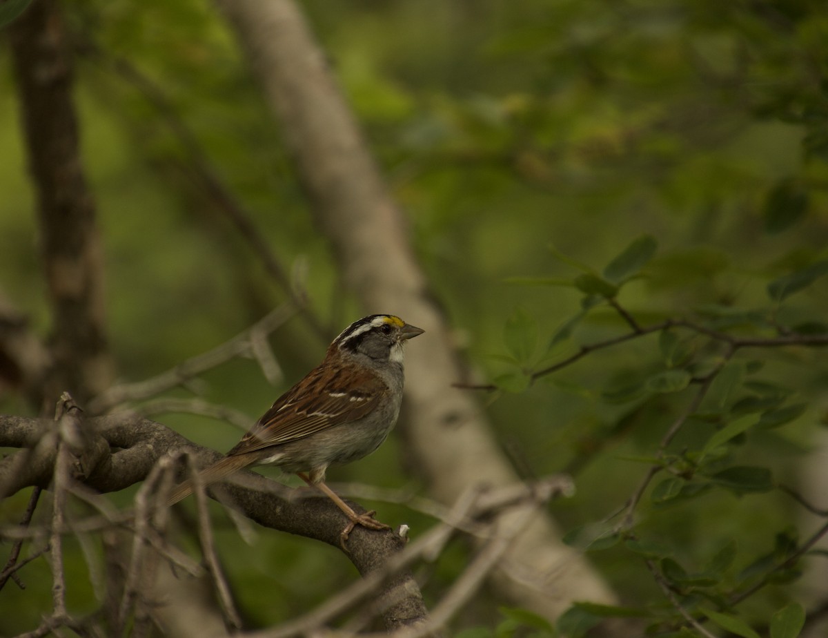 White-throated Sparrow - ML478749551