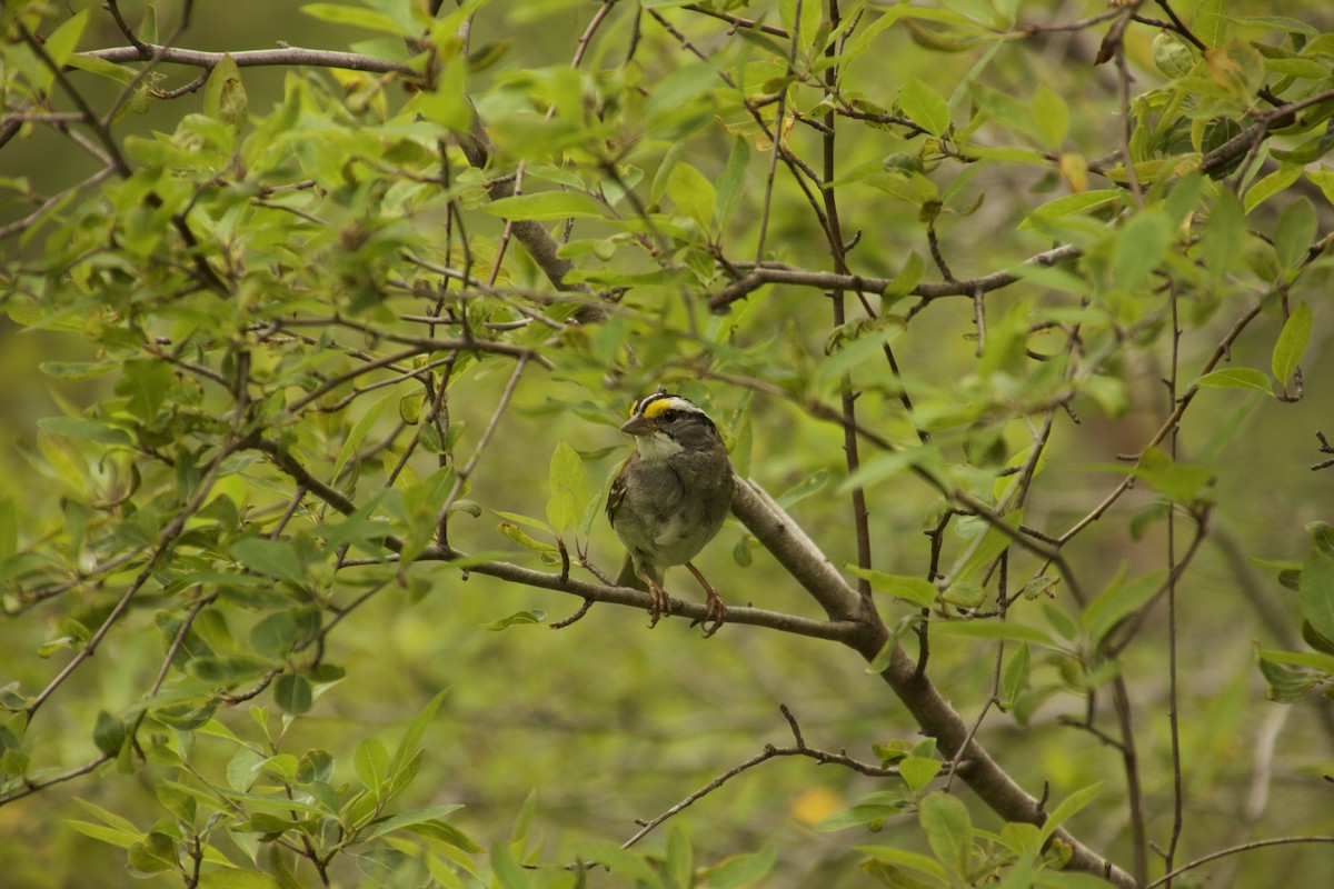 White-throated Sparrow - ML478749561