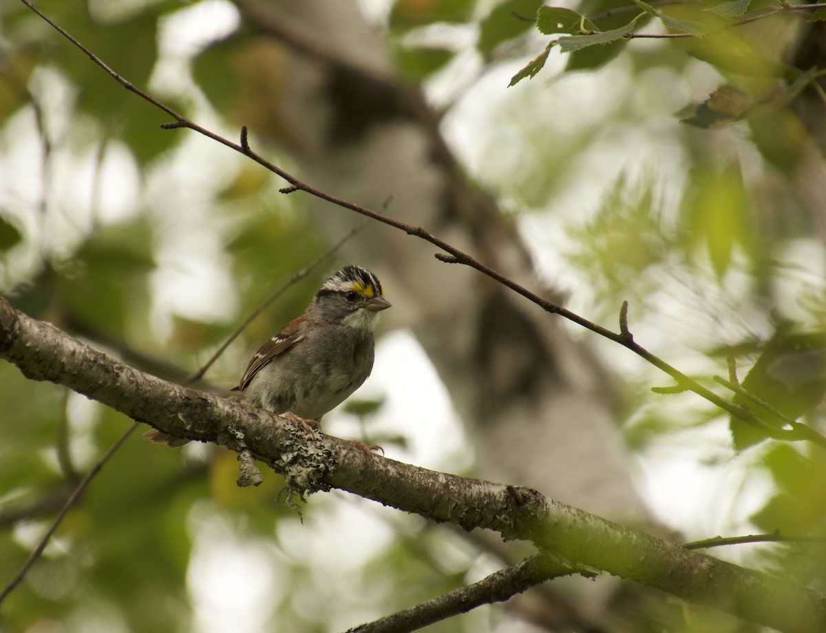 White-throated Sparrow - ML478749571